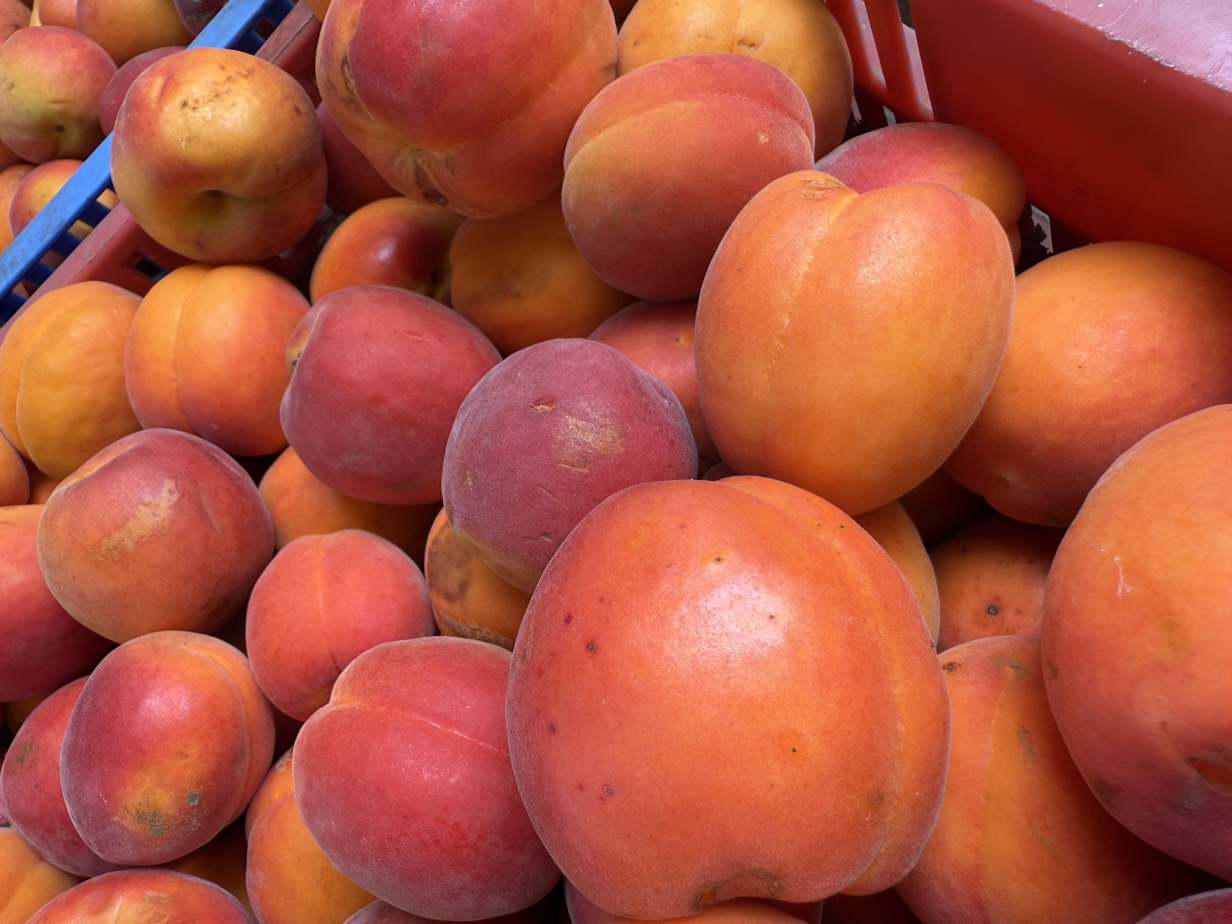 🍑 100 kilónyi nyár – így készült a sárgabaracklekvár